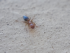 Crematogaster pinicola