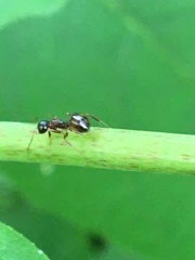 Camponotus subbarbatus