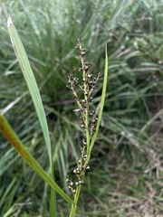 Scleria gaertneri