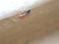 Crematogaster pinicola