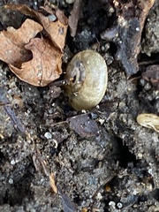 Oxychilus draparnaudi