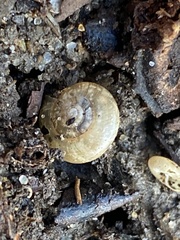 Oxychilus draparnaudi