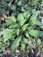 Pentaglottis sempervirens