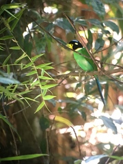 Psarisomus dalhousiae