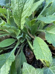 Pentaglottis sempervirens