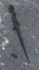 Elgaria multicarinata