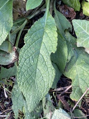 Pentaglottis sempervirens