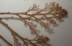 Odonthalia
