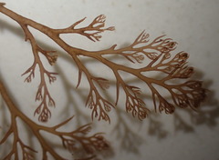 Odonthalia