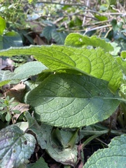 Pentaglottis sempervirens