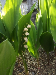 Convallaria