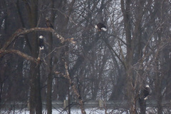 Haliaeetus leucocephalus