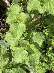 Urtica dioica