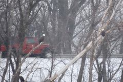 Haliaeetus leucocephalus