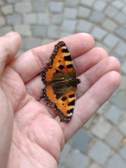 Aglais urticae