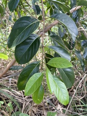 Citharexylum spinosum