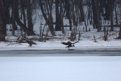 Haliaeetus leucocephalus