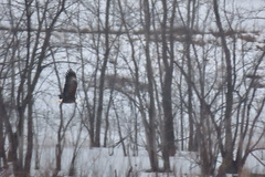 Haliaeetus leucocephalus