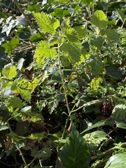 Urtica dioica