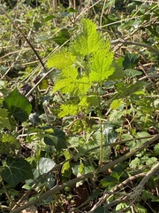 Urtica dioica