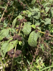 Triumfetta semitriloba