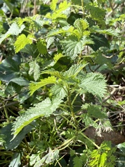 Urtica dioica