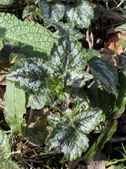 Lamium galeobdolon argentatum