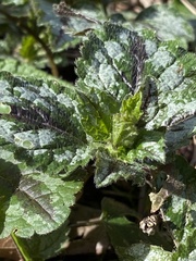 Lamium galeobdolon argentatum