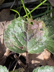 Lamium galeobdolon argentatum