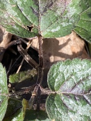 Lamium galeobdolon argentatum