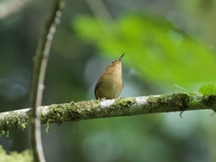 Troglodytes ochraceus