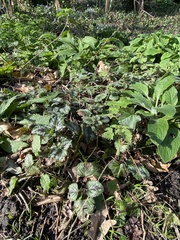 Lamium galeobdolon argentatum