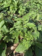 Pentaglottis sempervirens