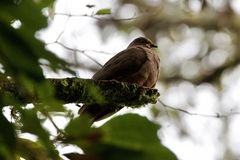 Patagioenas subvinacea