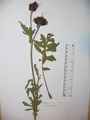 Centaurea scabiosa alpestris