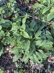Pentaglottis sempervirens