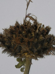 Centaurea scabiosa alpestris