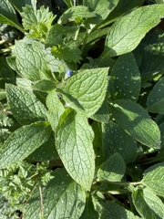 Pentaglottis sempervirens