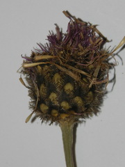Centaurea scabiosa alpestris