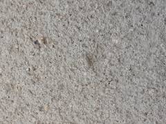 Menemerus bivittatus