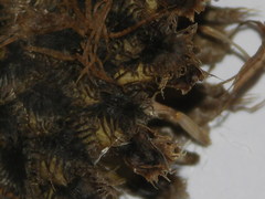 Centaurea scabiosa alpestris