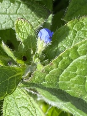 Pentaglottis sempervirens