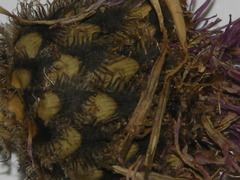 Centaurea scabiosa alpestris