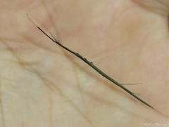 Ariamnes longissimus