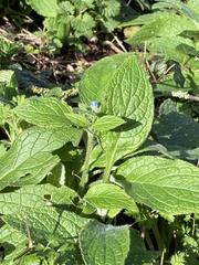 Pentaglottis sempervirens