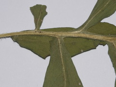 Centaurea scabiosa alpestris