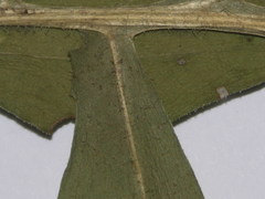 Centaurea scabiosa alpestris