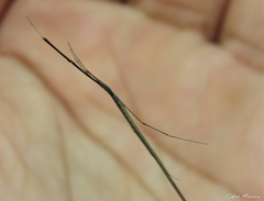 Ariamnes longissimus