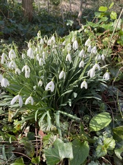 Galanthus nivalis