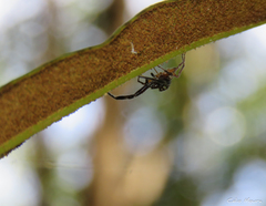 Lurio conspicuus